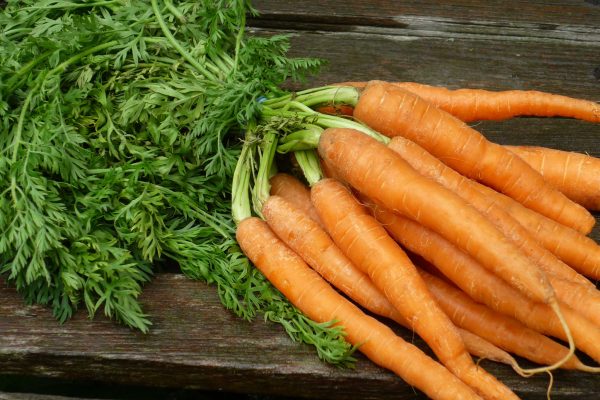 как избавиться от морковной мухи
