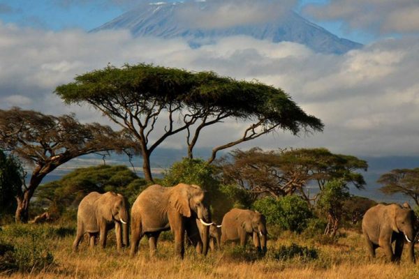 Сколько живет слон продолжительность жизни?